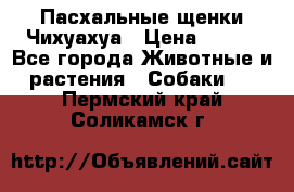 Пасхальные щенки Чихуахуа › Цена ­ 400 - Все города Животные и растения » Собаки   . Пермский край,Соликамск г.